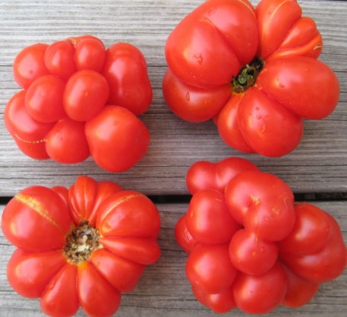 Tomato Brain - Reisetomate - Peruvian Traveler 